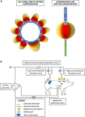 AC Pulsed Field Ablation Is Feasible and Safe in Atrial and Ventricular Settings: A Proof-of-Concept Chronic Animal Study